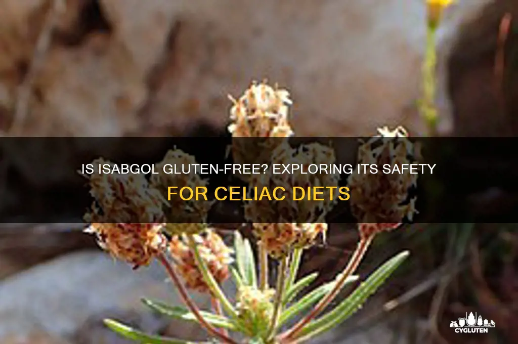 is isabgol gluten free