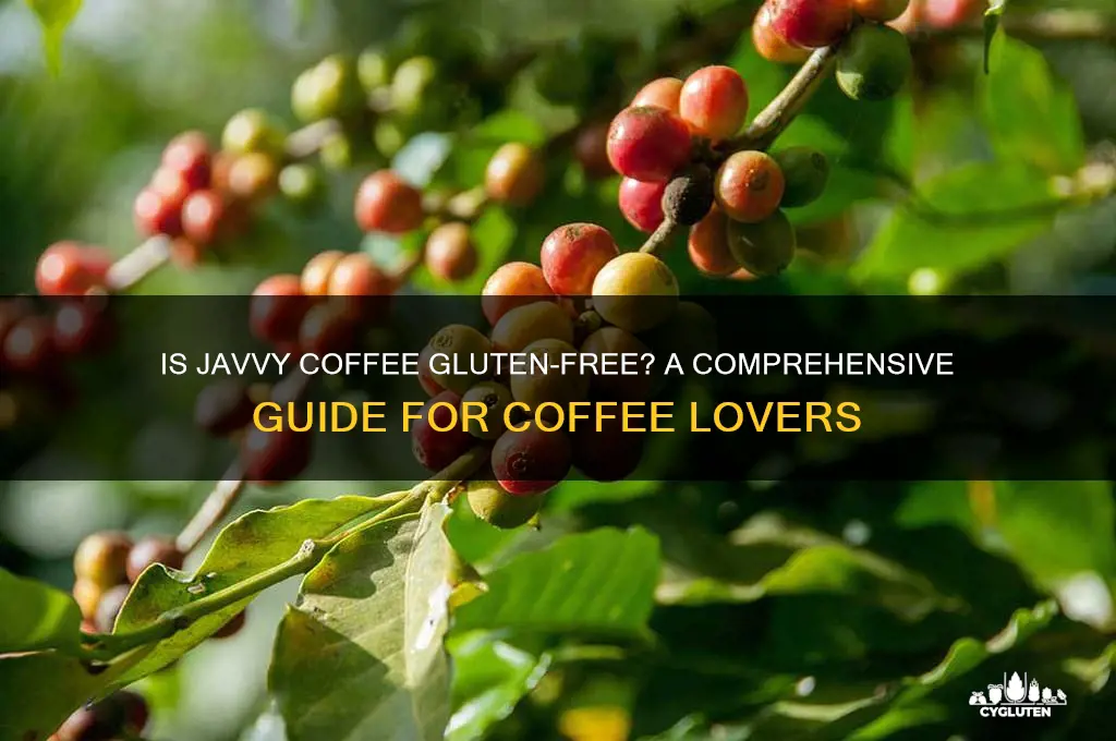 is javvy coffee gluten free