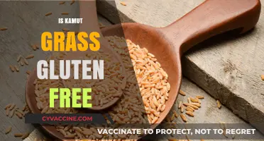 Is Kamut Grass Gluten-Free? Unraveling the Truth for Your Diet