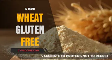 Is Khapli Wheat Gluten-Free? Unraveling the Truth for Your Diet