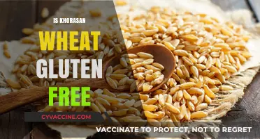 Is Khorasan Wheat Gluten-Free? Unraveling the Ancient Grain Mystery