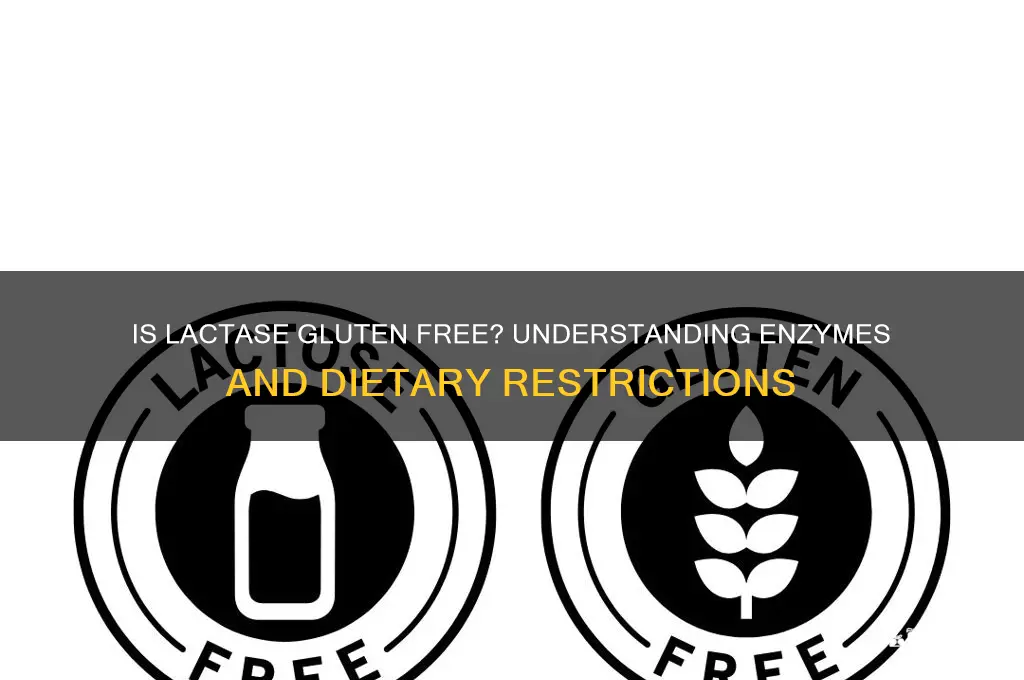 is lactase gluten free