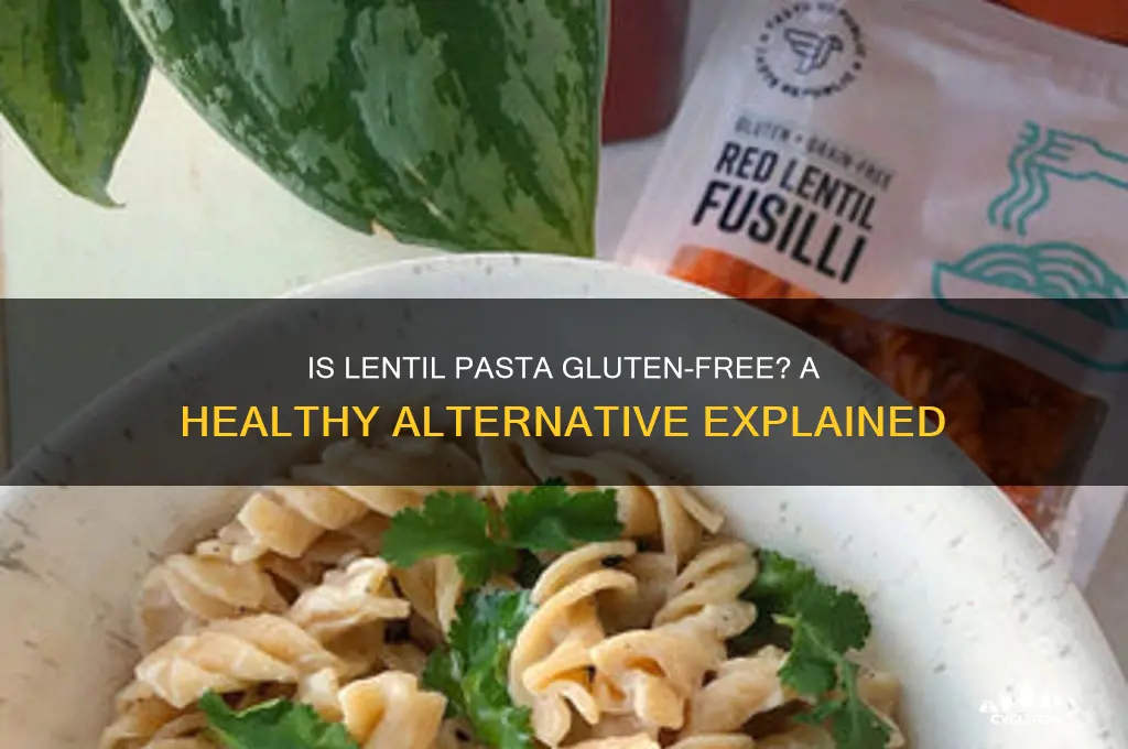 is lentil pasta gluten free