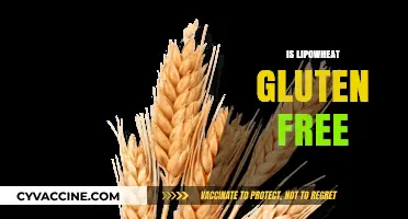 Is Lipowheat Gluten Free? Uncovering the Truth for Celiac Diets