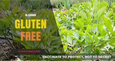 Is Lovage Gluten Free? A Comprehensive Guide to This Herb