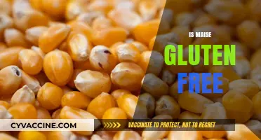 Is Maize Gluten-Free? Understanding Corn's Role in a GF Diet