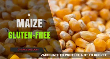 Is Maize Gluten-Free? Unraveling the Truth for Celiac Diets