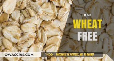 Is Oat Wheat-Free? Understanding the Difference for Gluten-Sensitive Diets