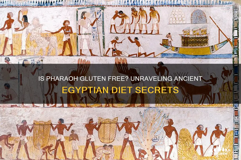 is pharaoh gluten free