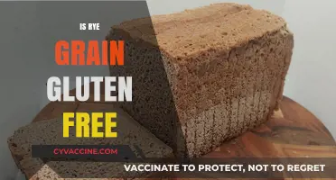 Is Rye Grain Gluten-Free? Unraveling the Truth for Your Diet