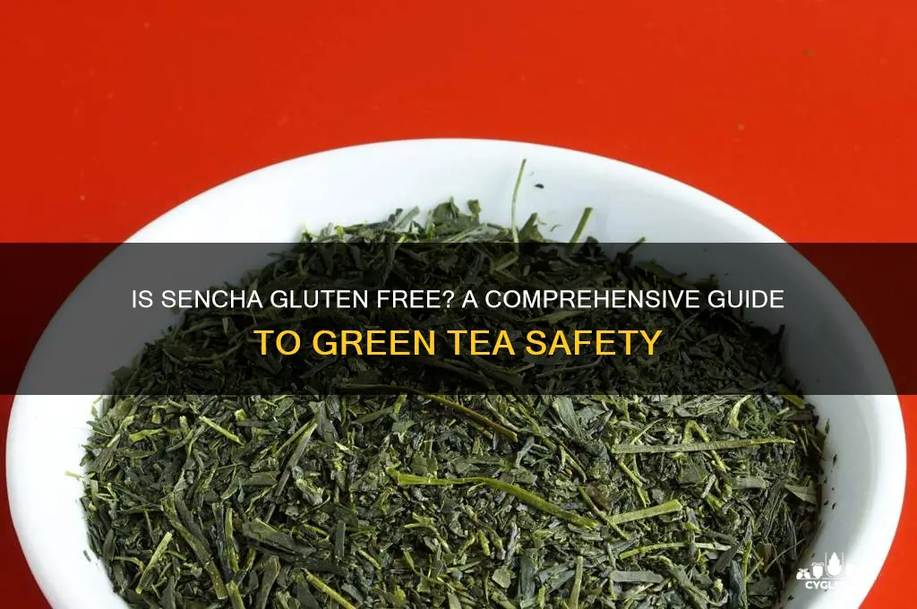 is sencha gluten free