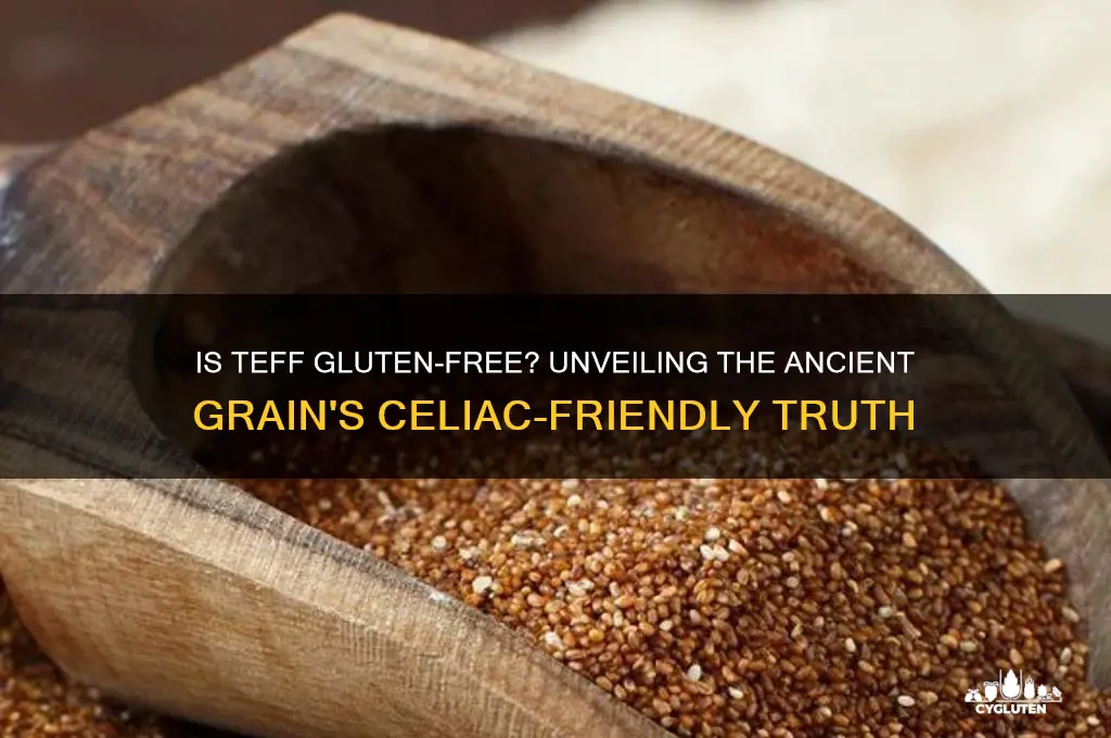 is teff gluten-free