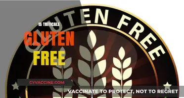 Is Triticale Gluten-Free? Understanding Its Impact on Celiac Diets