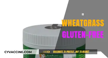 Is Wheatgrass Gluten-Free? Unraveling the Truth for Celiac Diets