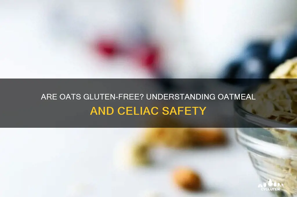 what oats gluten free